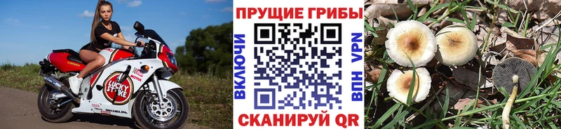 Галлюциногенные грибы Psilocybine cubensis  наркошоп  Мышкин 